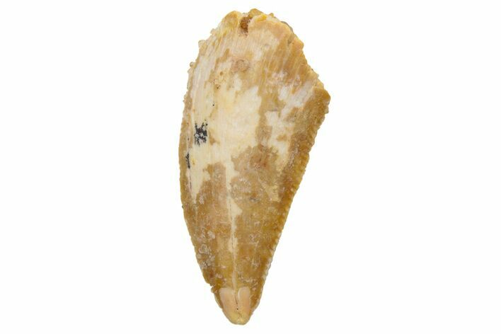 Serrated, Raptor Tooth - Real Dinosaur Tooth #233053